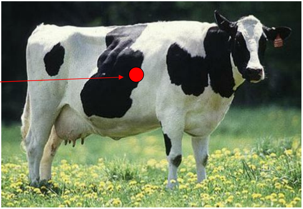 Center of Mass of a Cow, https://www.physics.purdue.edu/webapps/.../5399